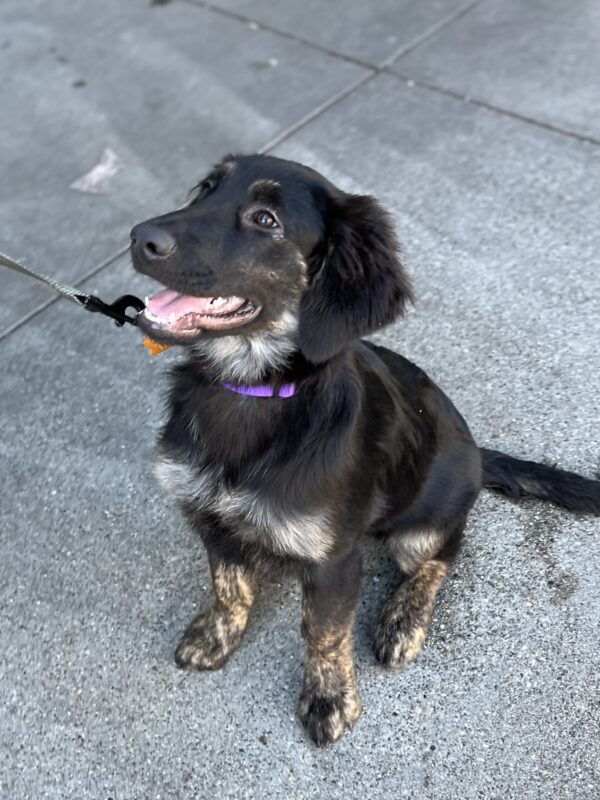 Dog of the Day Agnes the German Shepherd Mix Puppy The Dogs of San