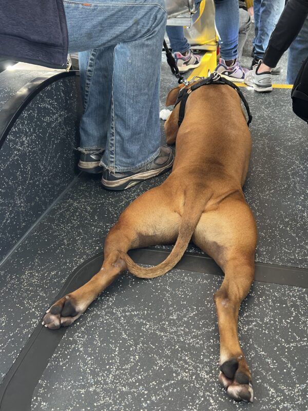 Dog Haunches of the Day American Pit Bull Terrier The Dogs of San