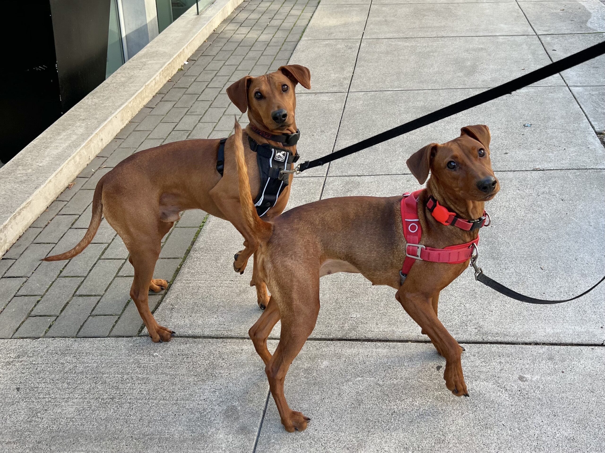 Double Dog Day Otto and Liesel the German Pinschers The Dogs of San Francisco
