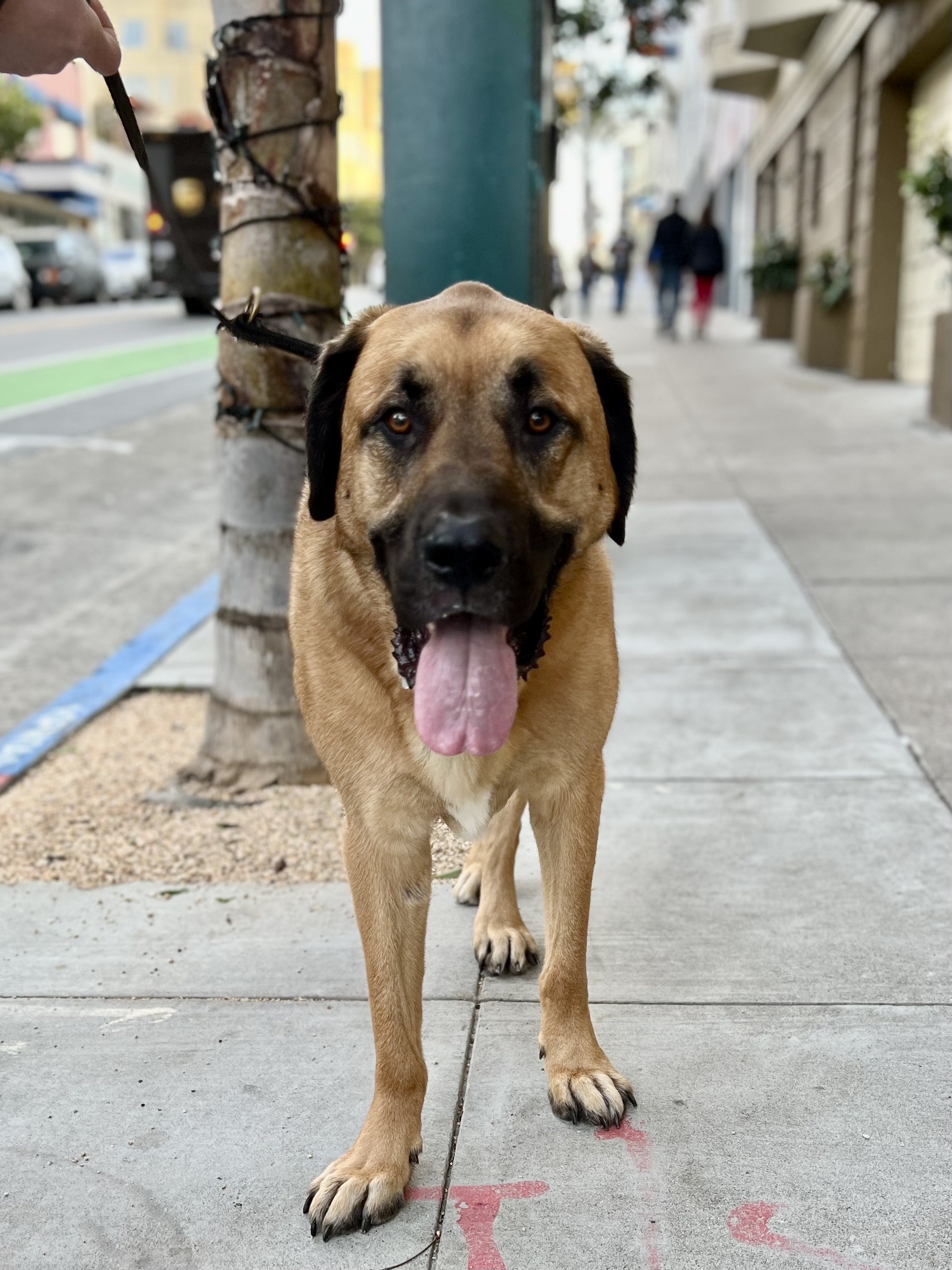 Dog of the Day Finnegan the Great Dane Anatolian Shepherd Mix The