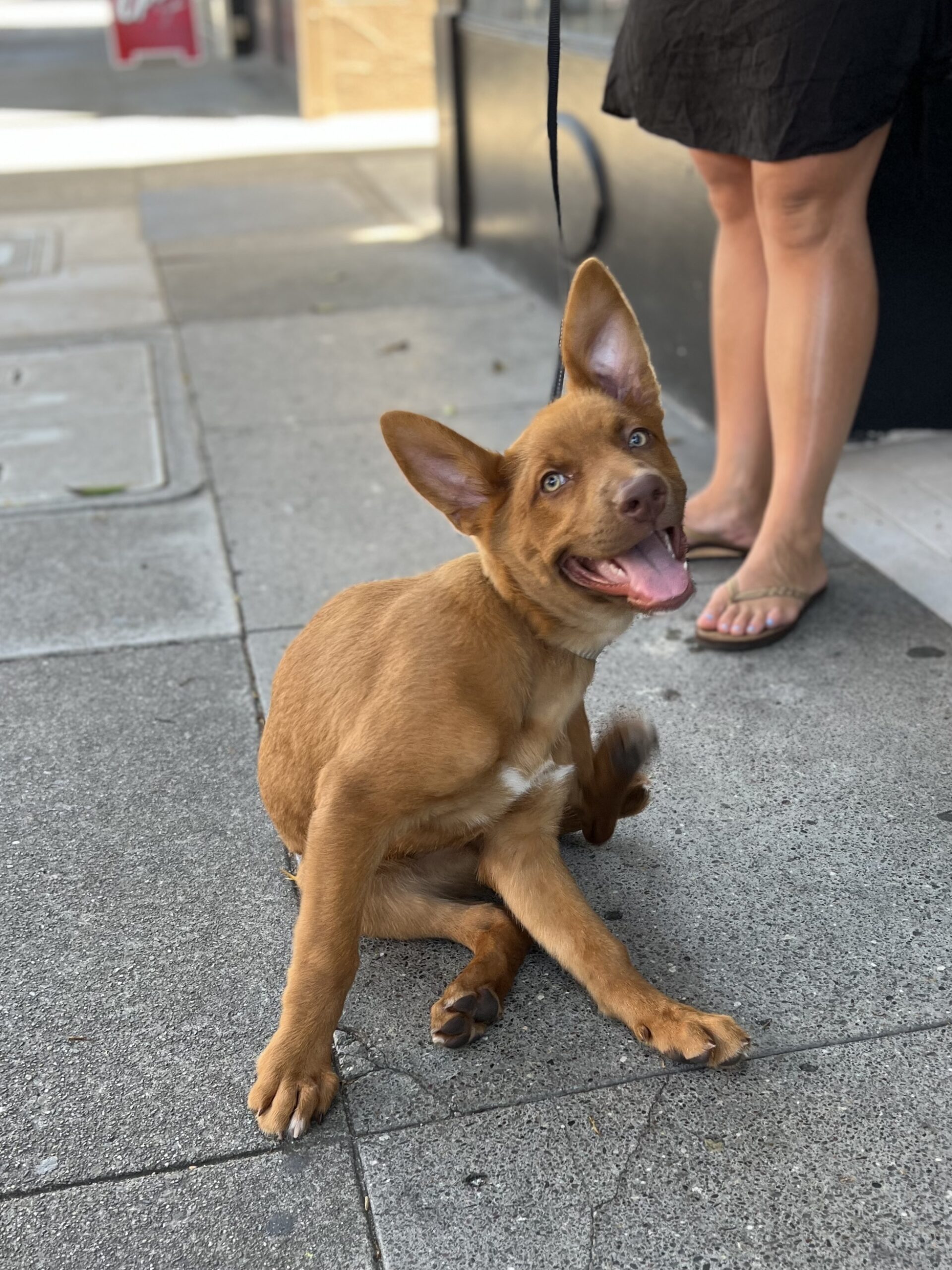 German Shepherd Australian Cattle Dog Mix Puppies