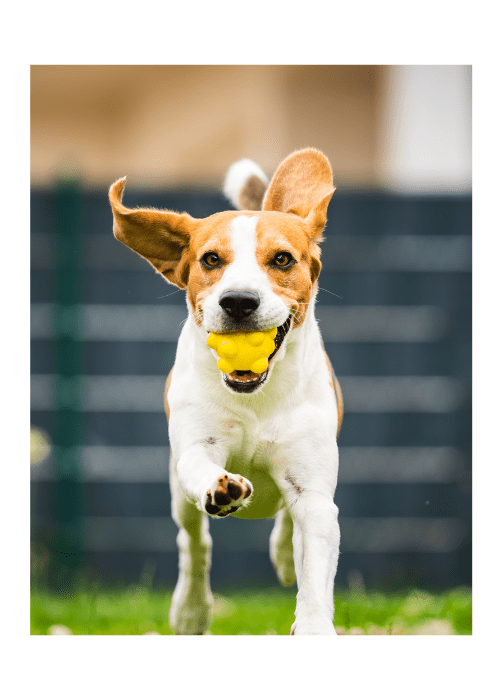 Dogs of Tucson Indoor Outdoor MembersOnly Dog Park Tucson, AZ