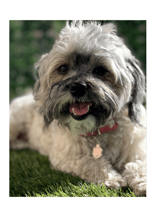 Dogs of Tucson Indoor Outdoor MembersOnly Dog Park Tucson, AZ