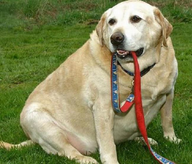 Fat, bigboned or just undertall? Dog Solutions