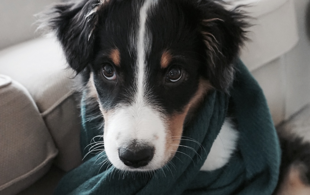Alternative zum Antibiotika bei Erkältung Hund