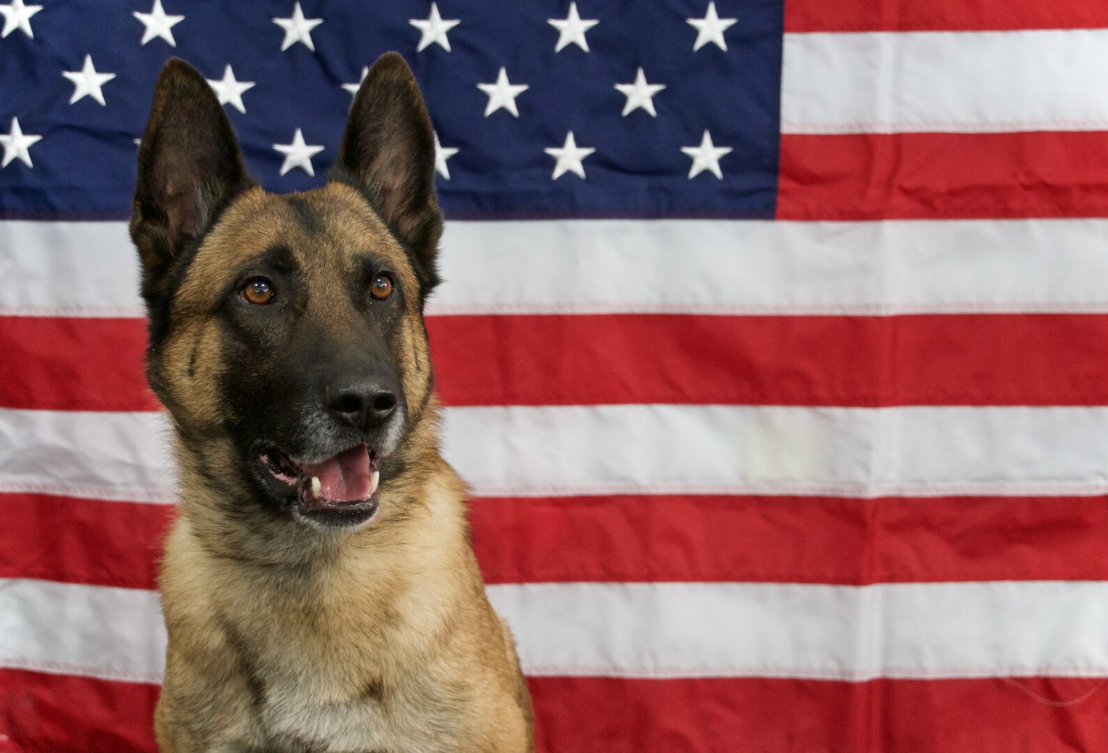 In Dogs We Trust, The MTA Police Department Canine Training Center