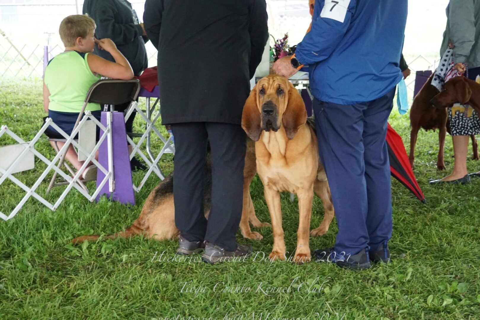 Hickories Circuit Dog Show Tioga County Kennel Club