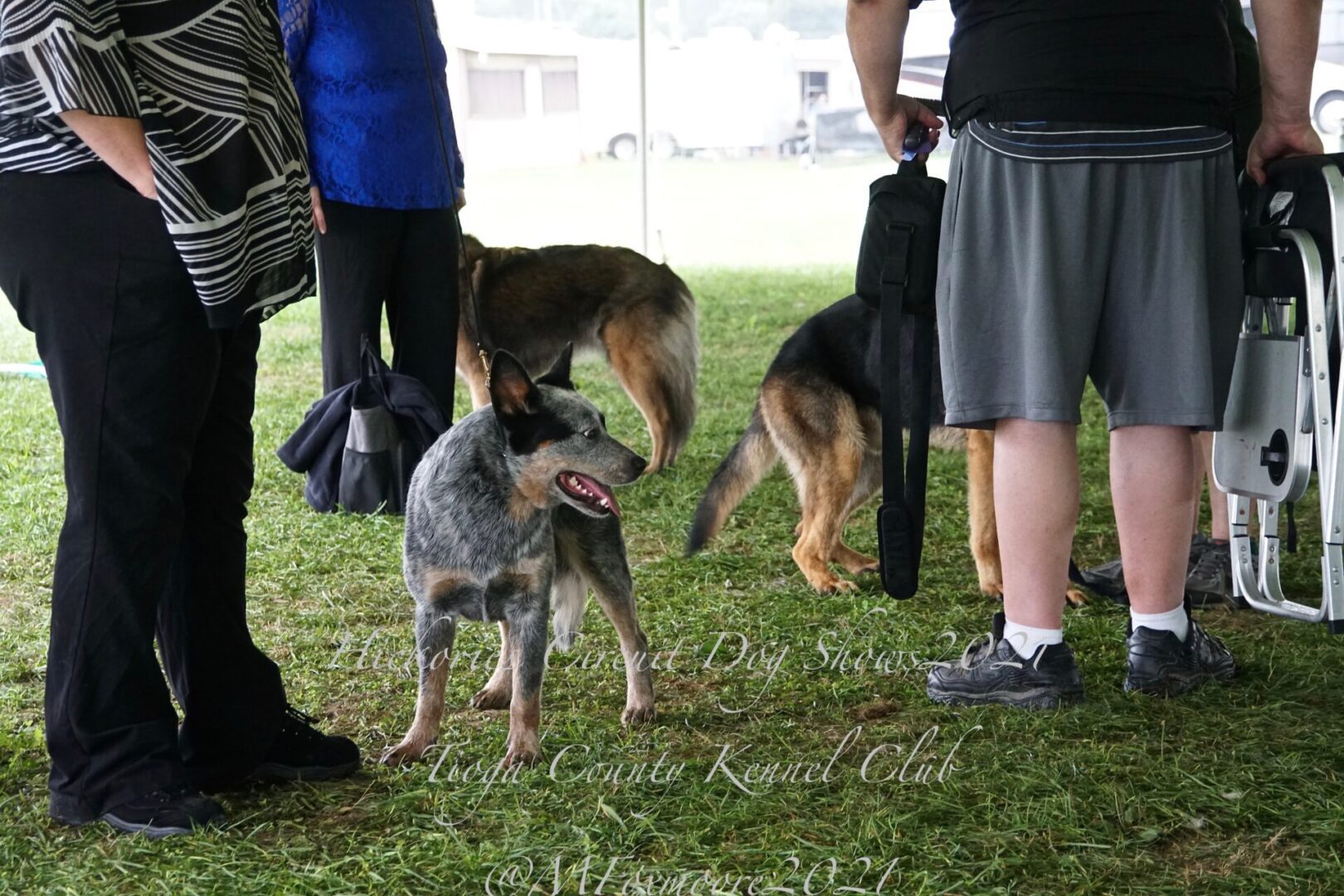 Hickories Circuit Dog Show Tioga County Kennel Club