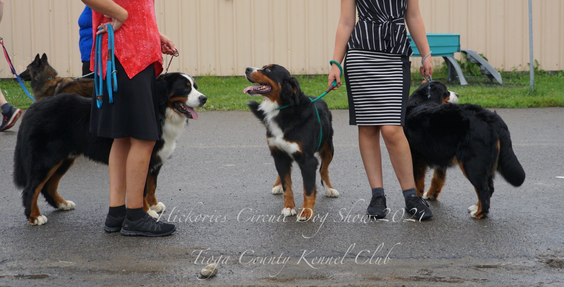 Hickories Circuit Dog Show Tioga County Kennel Club