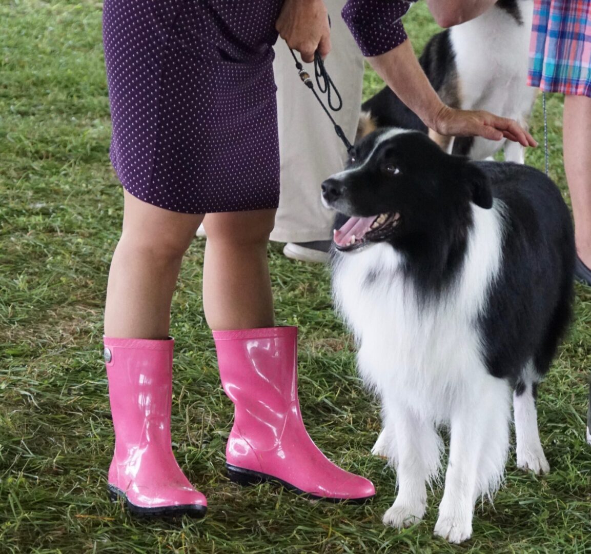 Hickories Circuit Dog Show Tioga County Kennel Club