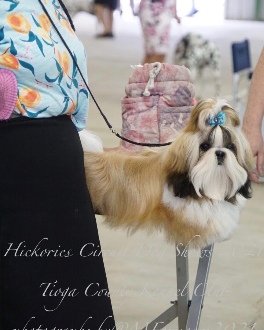 Hickories Circuit Dog Show Tioga County Kennel Club