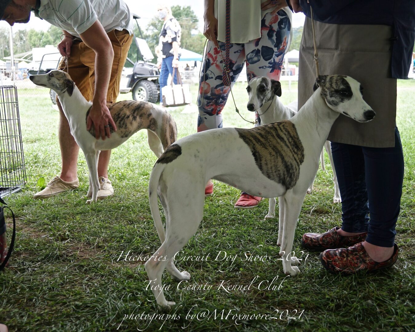 Hickories Circuit Dog Show Tioga County Kennel Club