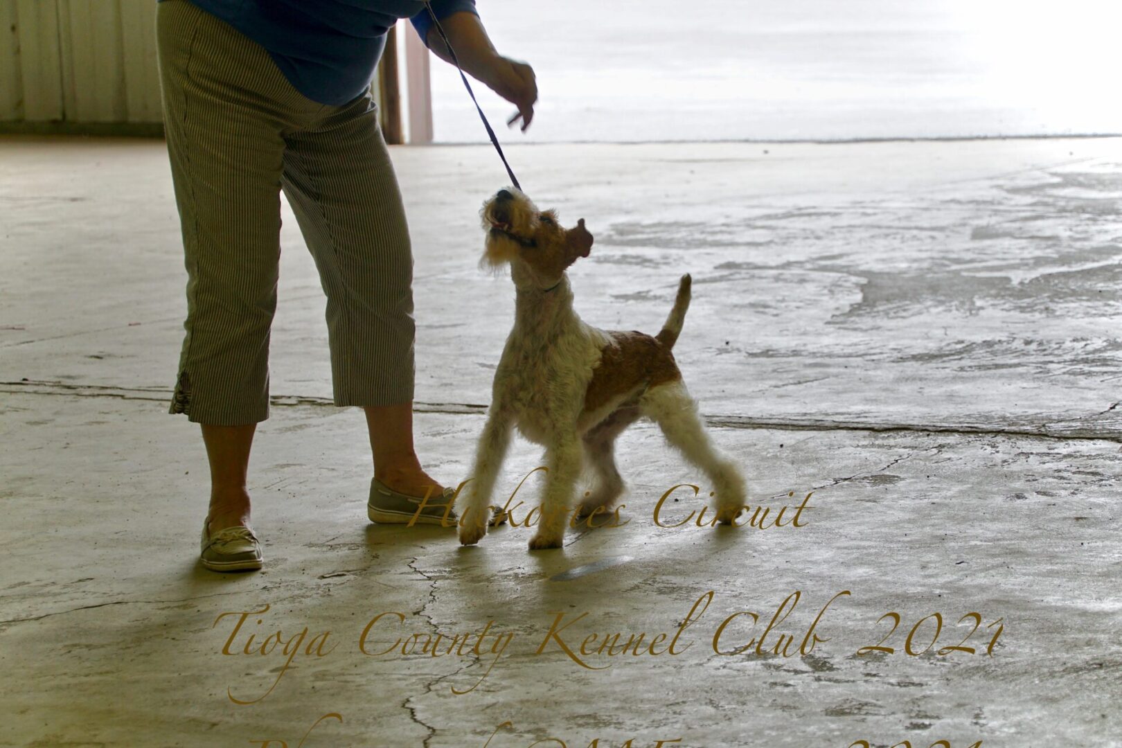 Hickories Circuit Dog Show Tioga County Kennel Club