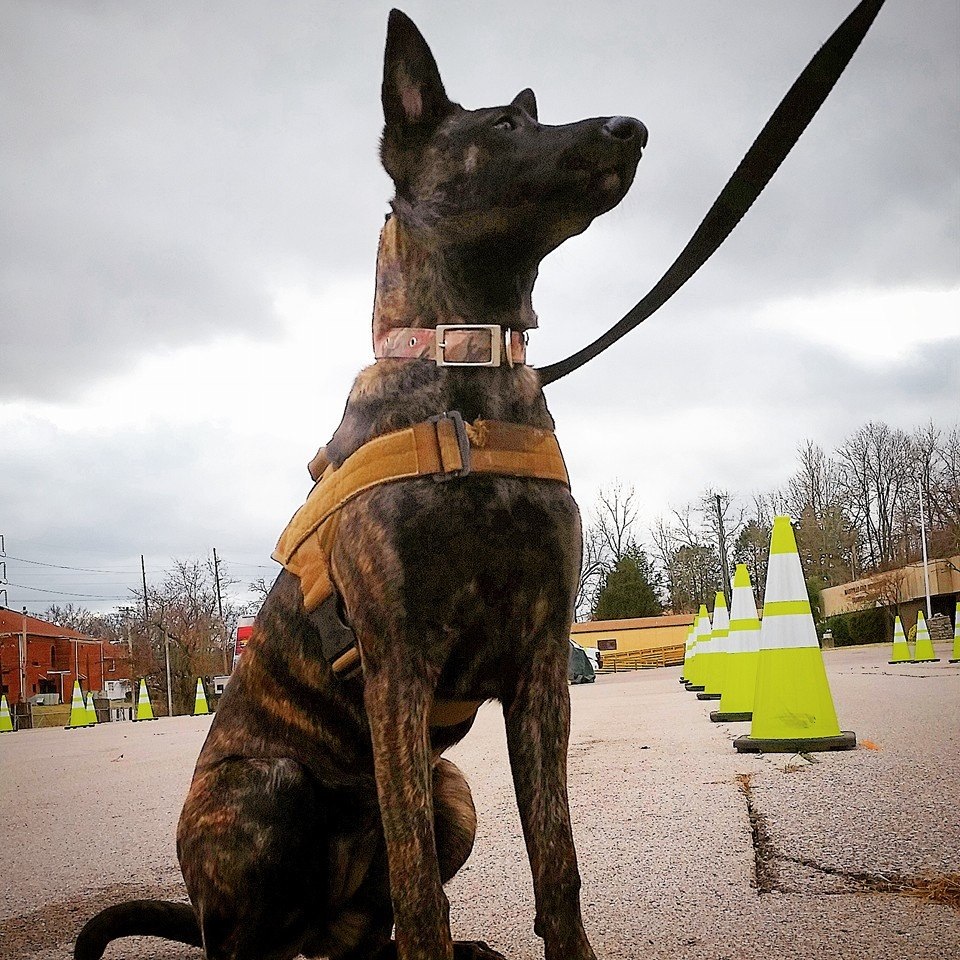 Dog Trainer Nashville