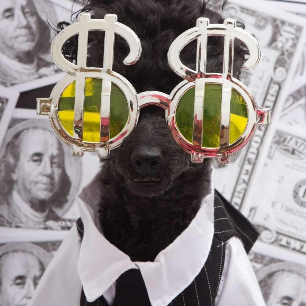 Most Expensive Dogs Top 15 Most Expensive Dogs You Shouldn't Miss