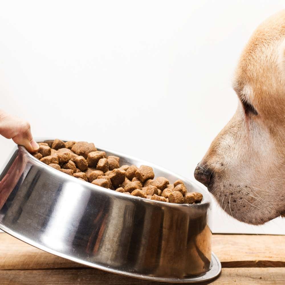 Best Dog Food Brands The Best Dog Food Brands of 2021