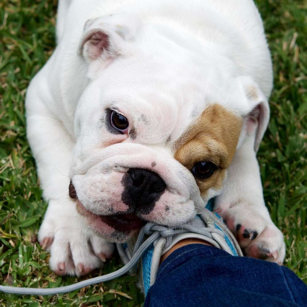 Dog Teething Symptoms Puppy Teething Tips Best Teething Toys