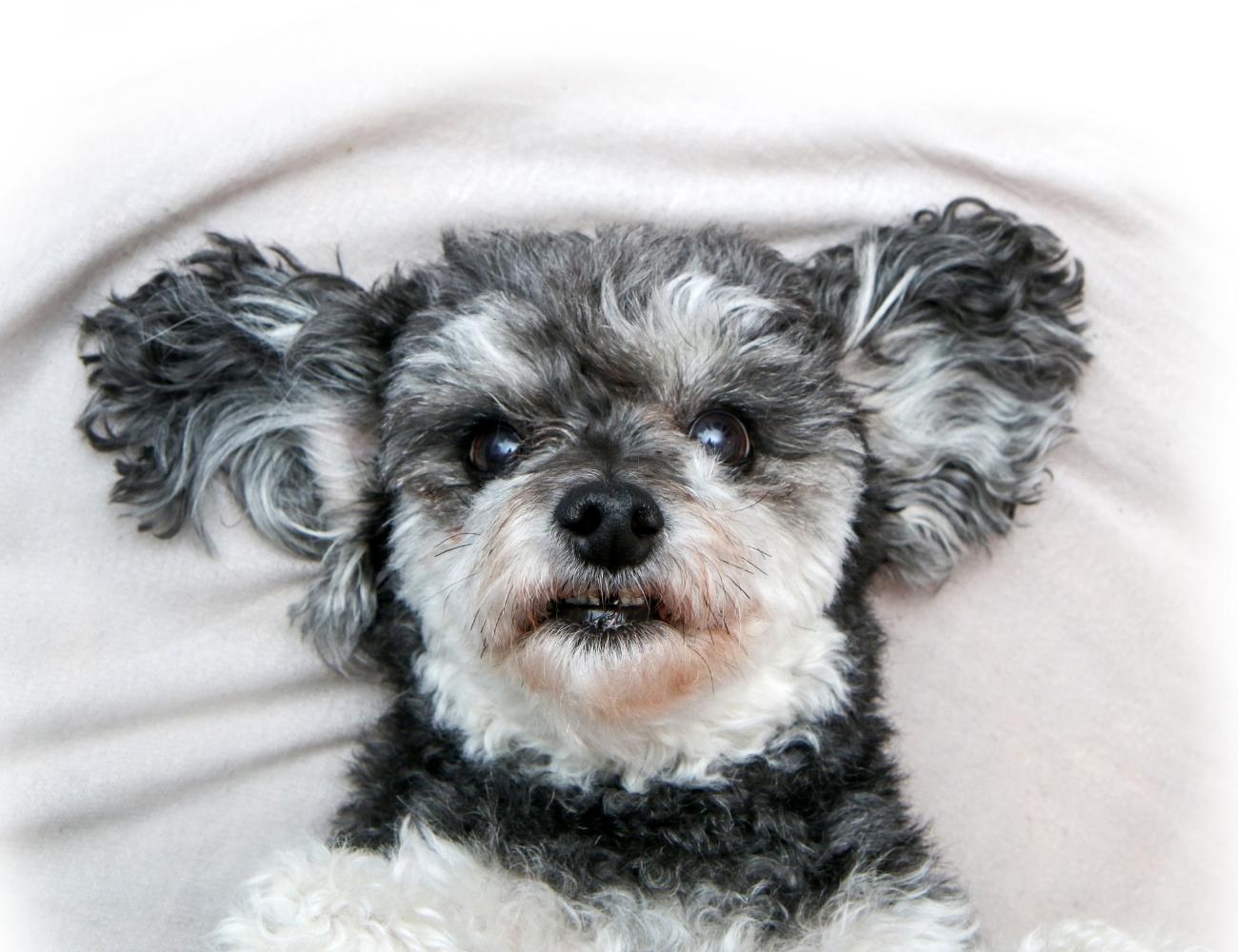 What is the Best Crossbreed Dog? 7 Most Adorable Crossbreed Dogs