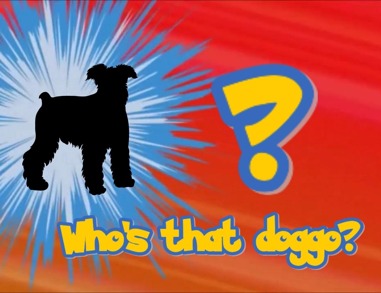 What is the Best Crossbreed Dog? 7 Most Adorable Crossbreed Dogs