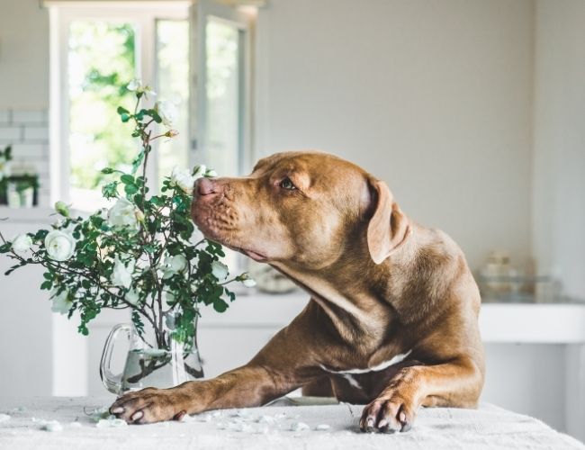 Can Dog Smell Cancer Top 13 Surprising Things That Dogs Can Smell