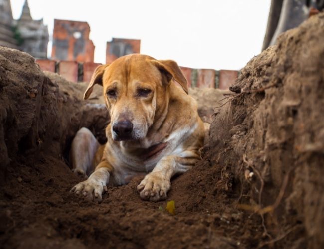 Can Dog Smell Cancer Top 13 Surprising Things That Dogs Can Smell