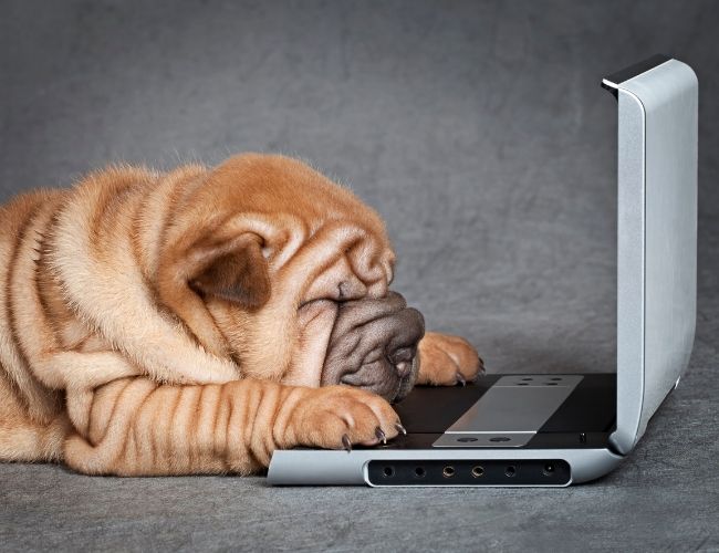 Can Dog Smell Cancer Top 13 Surprising Things That Dogs Can Smell