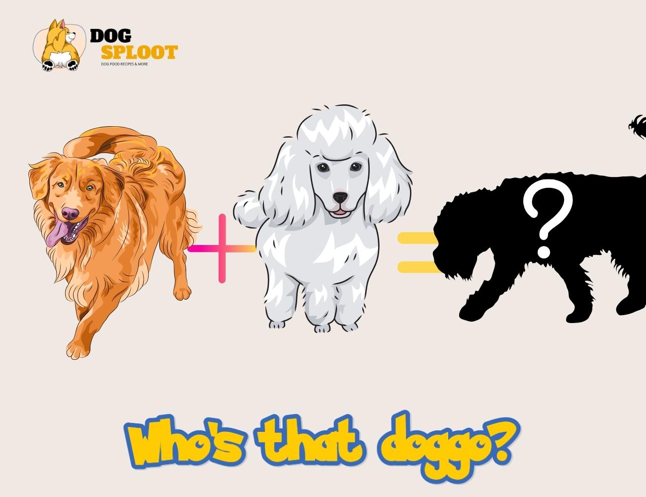 What is the Best Crossbreed Dog? 7 Most Adorable Crossbreed Dogs