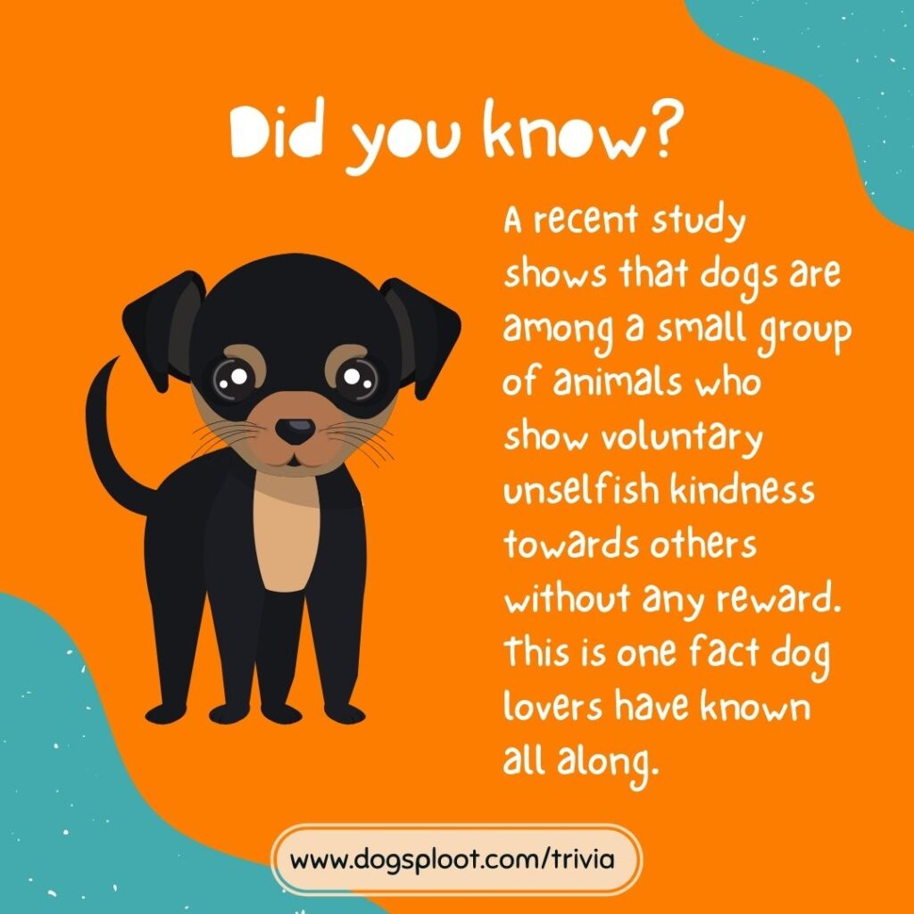 Trivia 25 Dog Pack trivia Dog Sploot