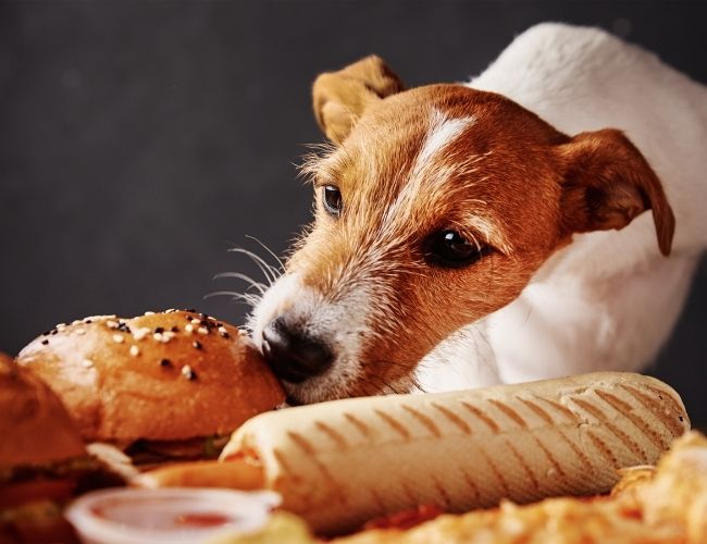 Can Dog Smell Cancer Top 13 Surprising Things That Dogs Can Smell