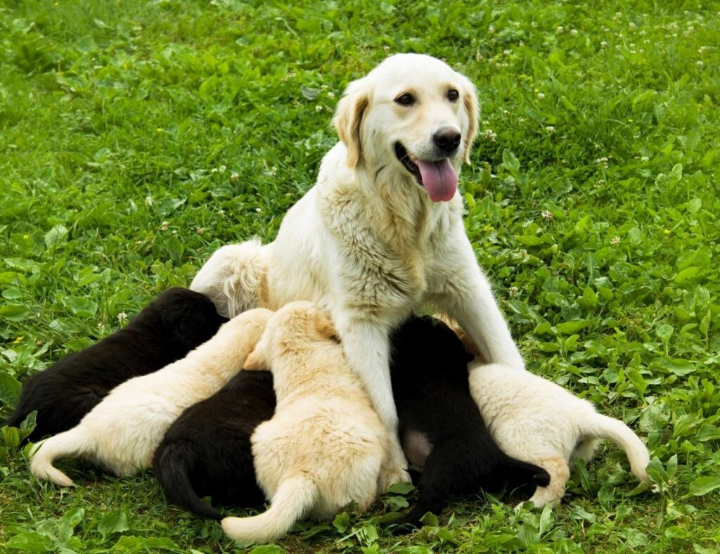 Dog Food for Nursing Dogs Dog Recipes Dog Sploot