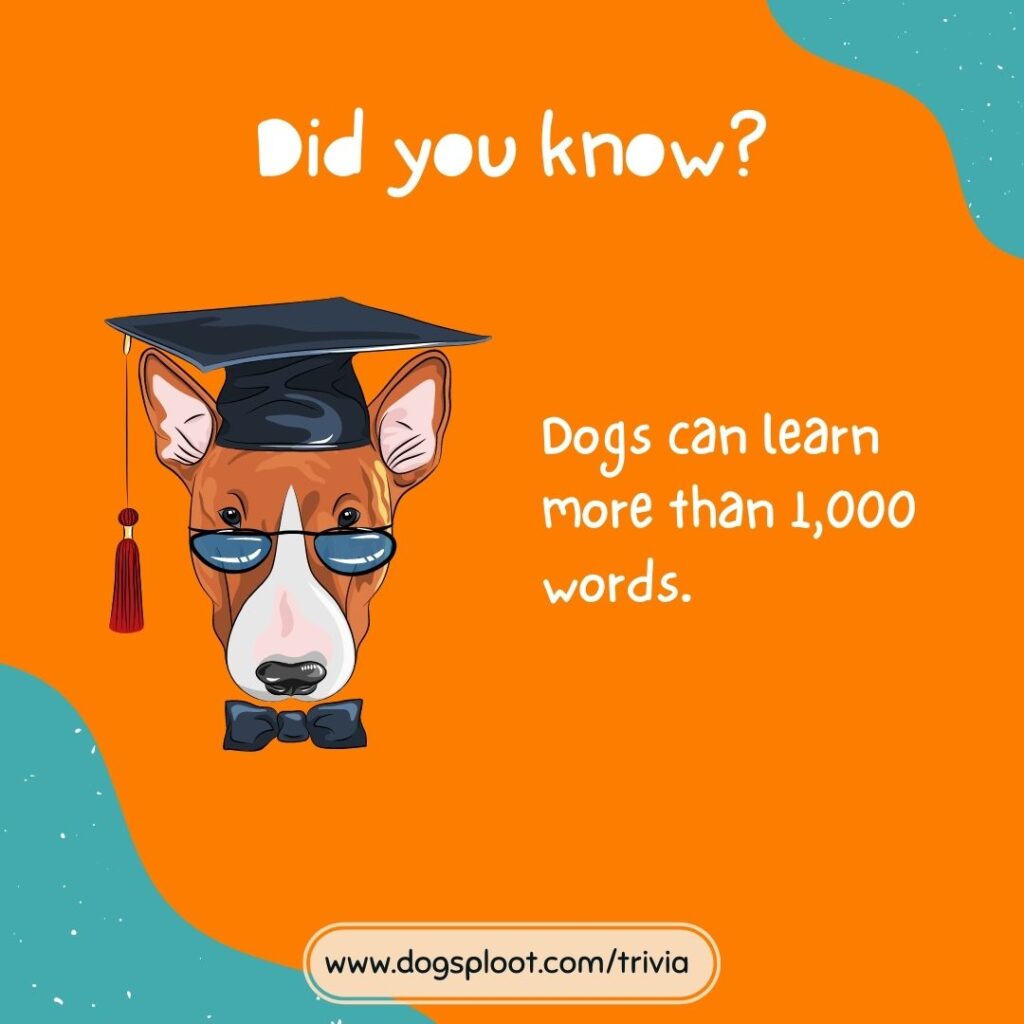 Trivia 32 Dog Words trivia Dog Sploot