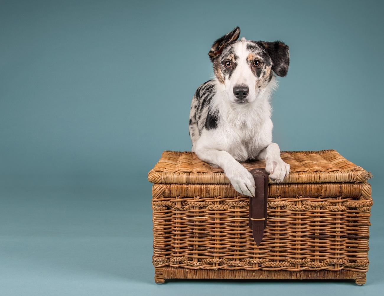 What is the Best Crossbreed Dog? 7 Most Adorable Crossbreed Dogs