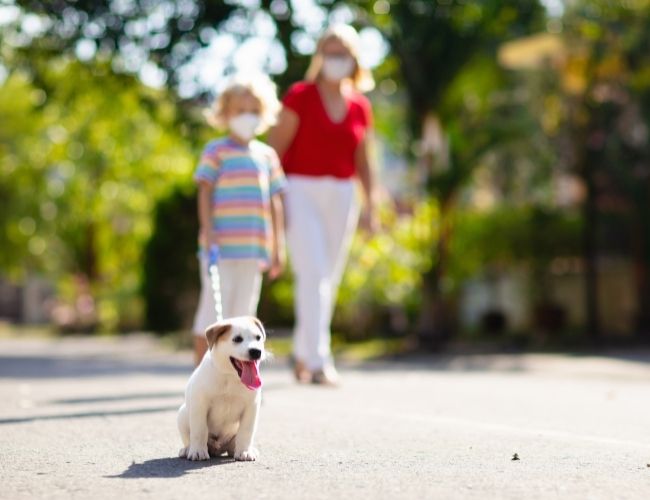 Can Dog Smell Cancer Top 13 Surprising Things That Dogs Can Smell