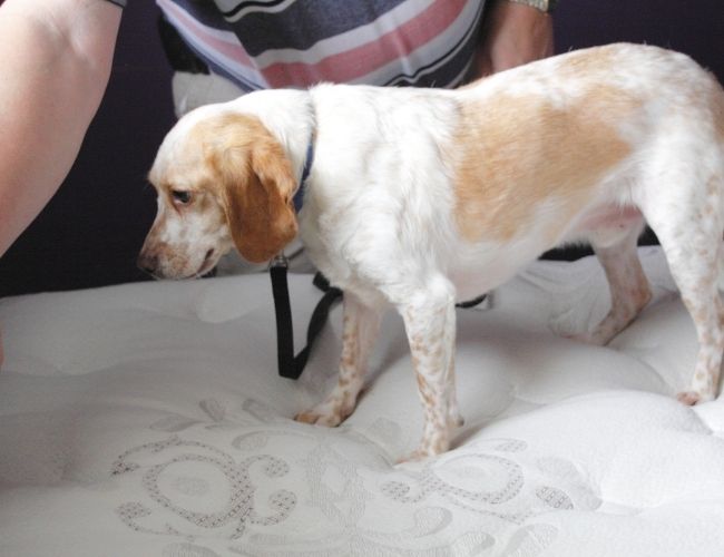 Can Dog Smell Cancer Top 13 Surprising Things That Dogs Can Smell