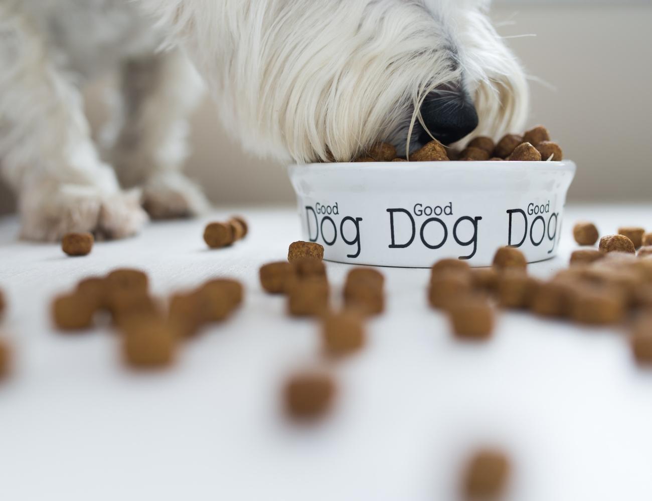 Best Dog Food for Weight Gain Dog Tips