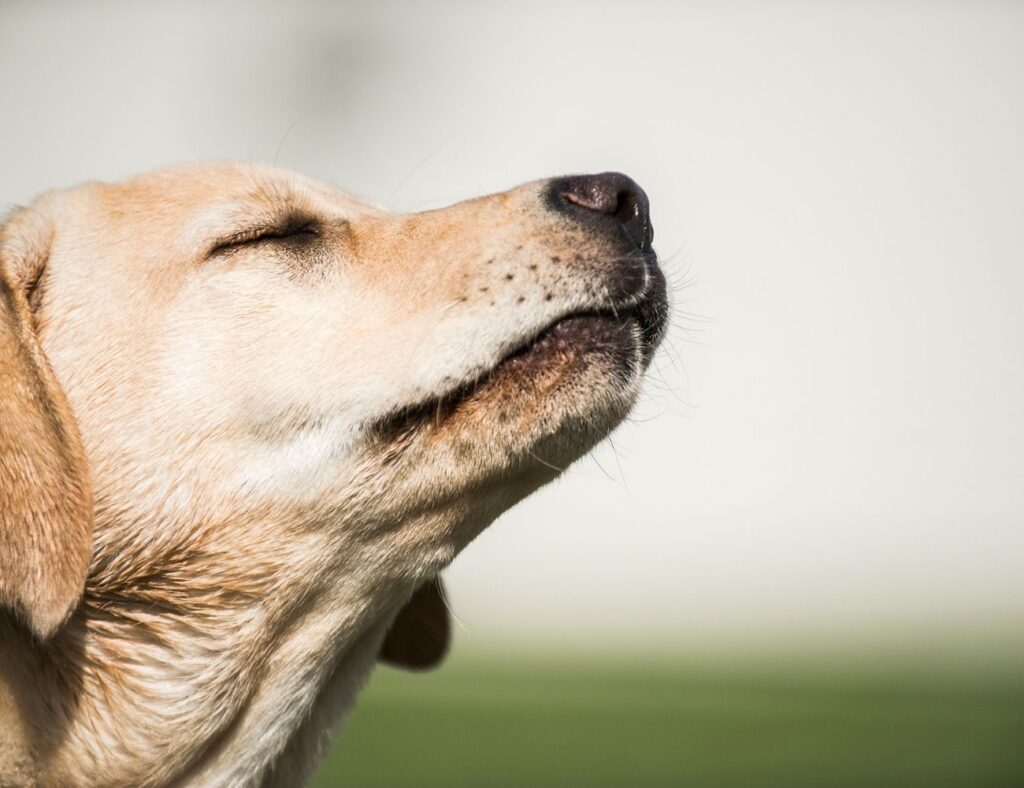 Can Dog Smell Cancer Top 13 Surprising Things That Dogs Can Smell