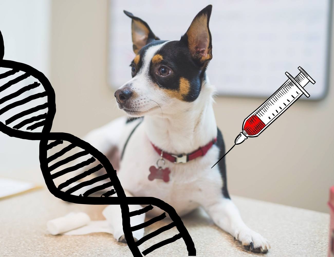 Dog Breed DNA Test What do you need to know?