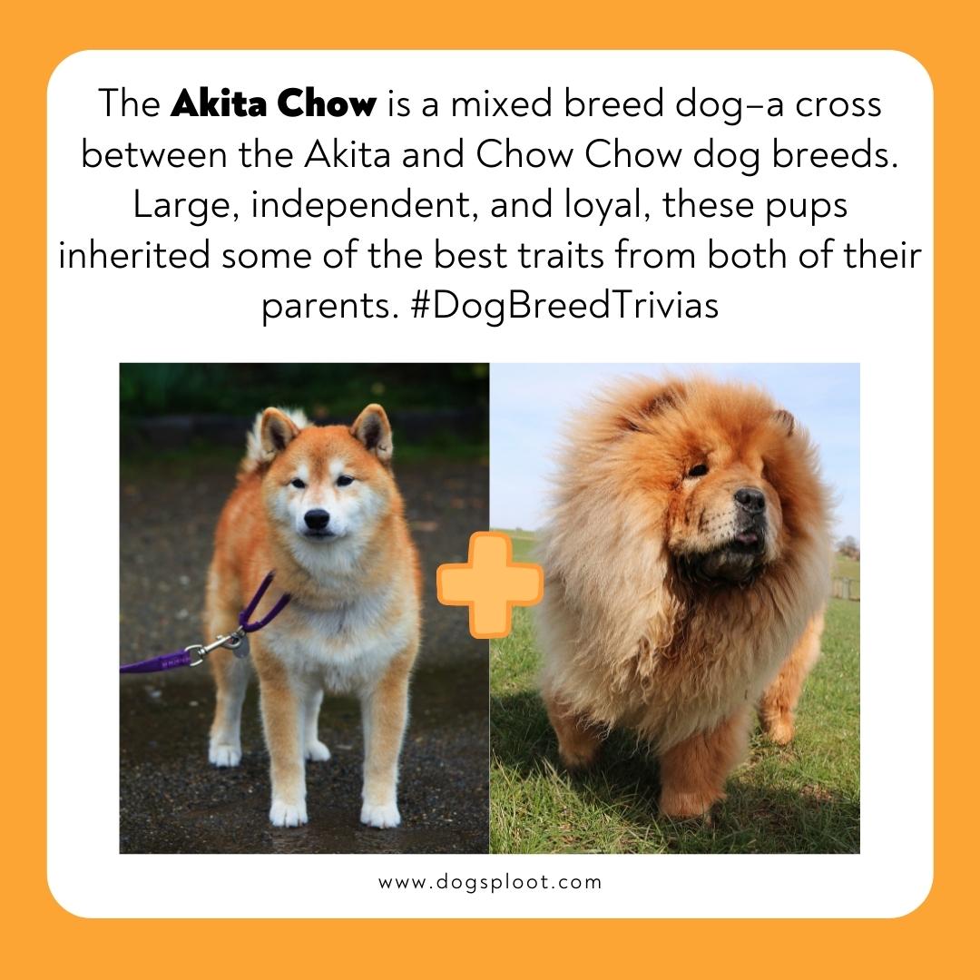 Razas Akita Vs Chow Chow Comparar Y Contrastar