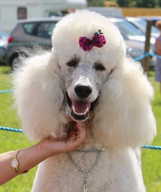 How often does the Poodle need professional grooming? Dogs Quiz