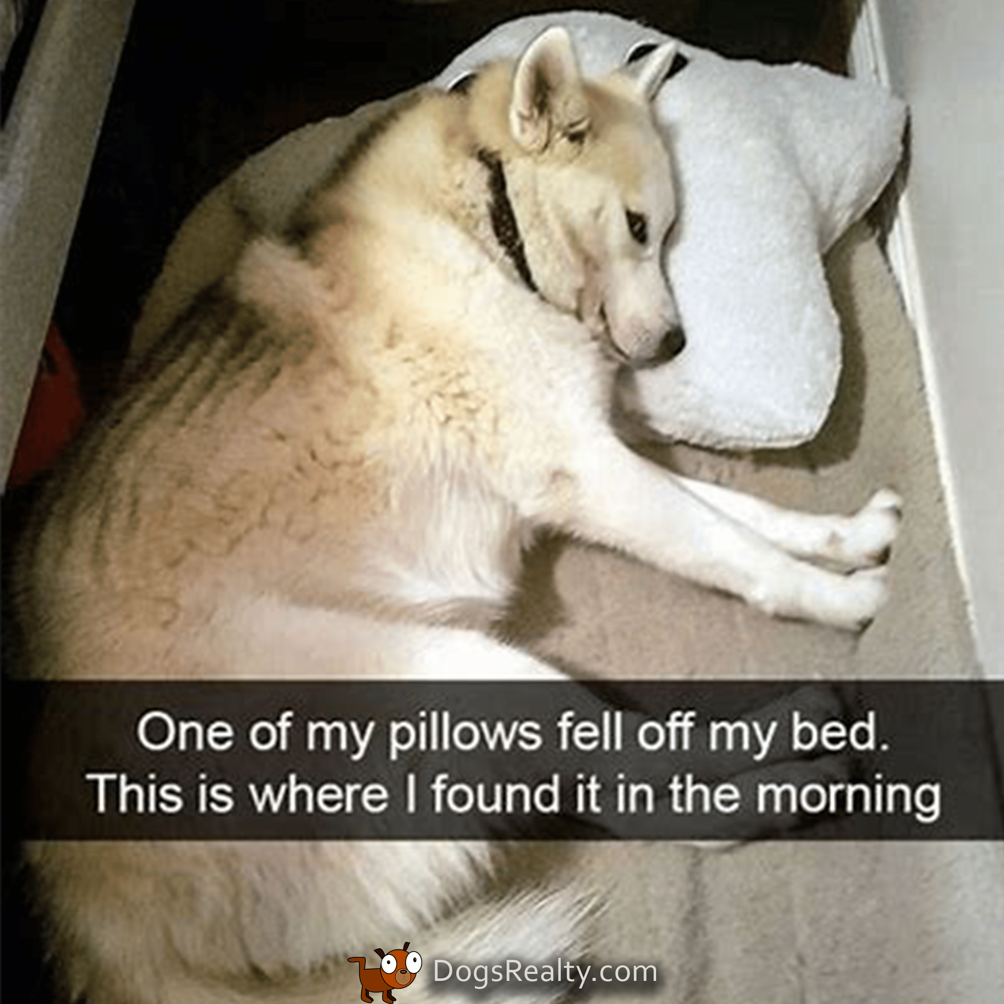 100 Pawsitively Pawsome Dog Memes