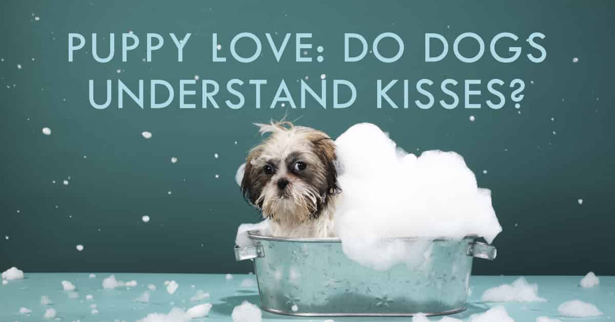Do Dogs Know What Kisses Are? Decode Fido's Feelings About Pucker Ups