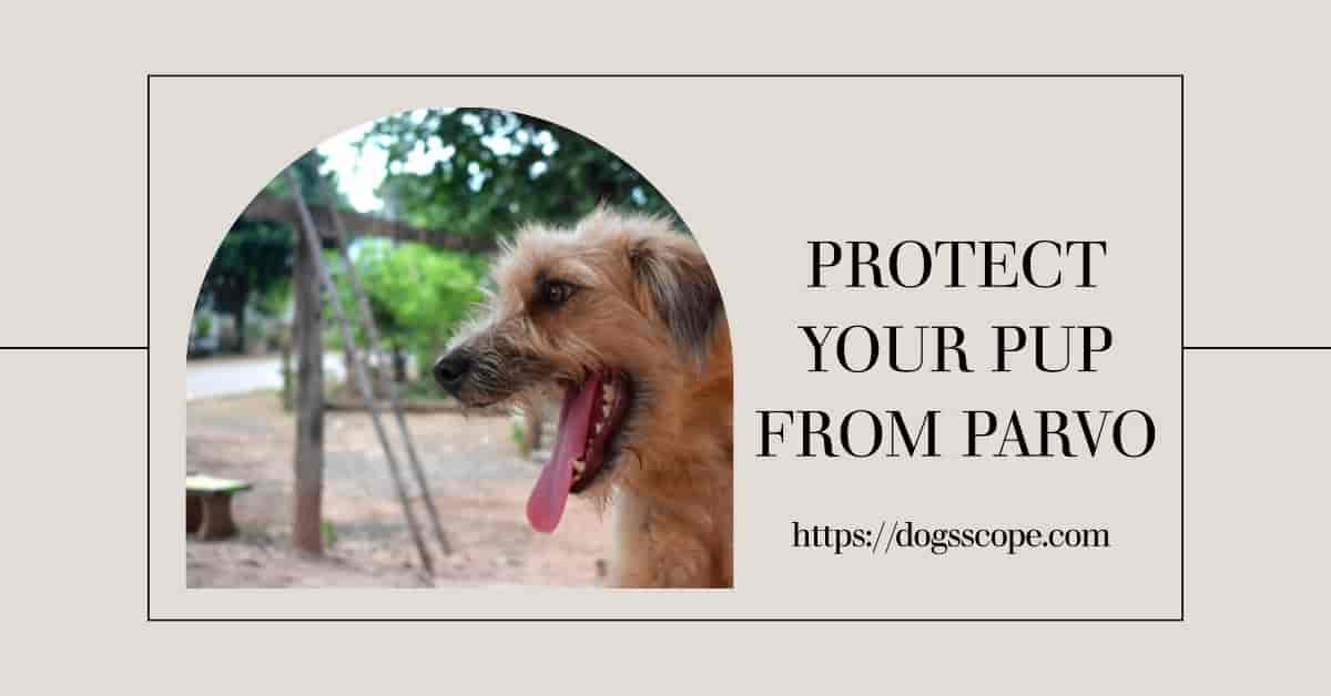 How Does a Dog Get Parvo? A Comprehensive Guide to Understanding and