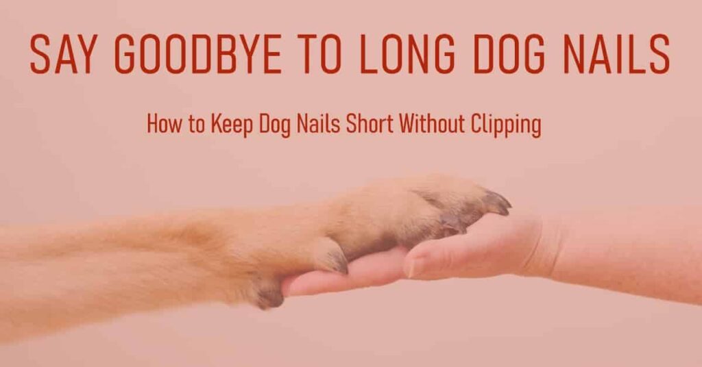 How to Keep Dog Nails Short Without Clipping The Ultimate Guide to