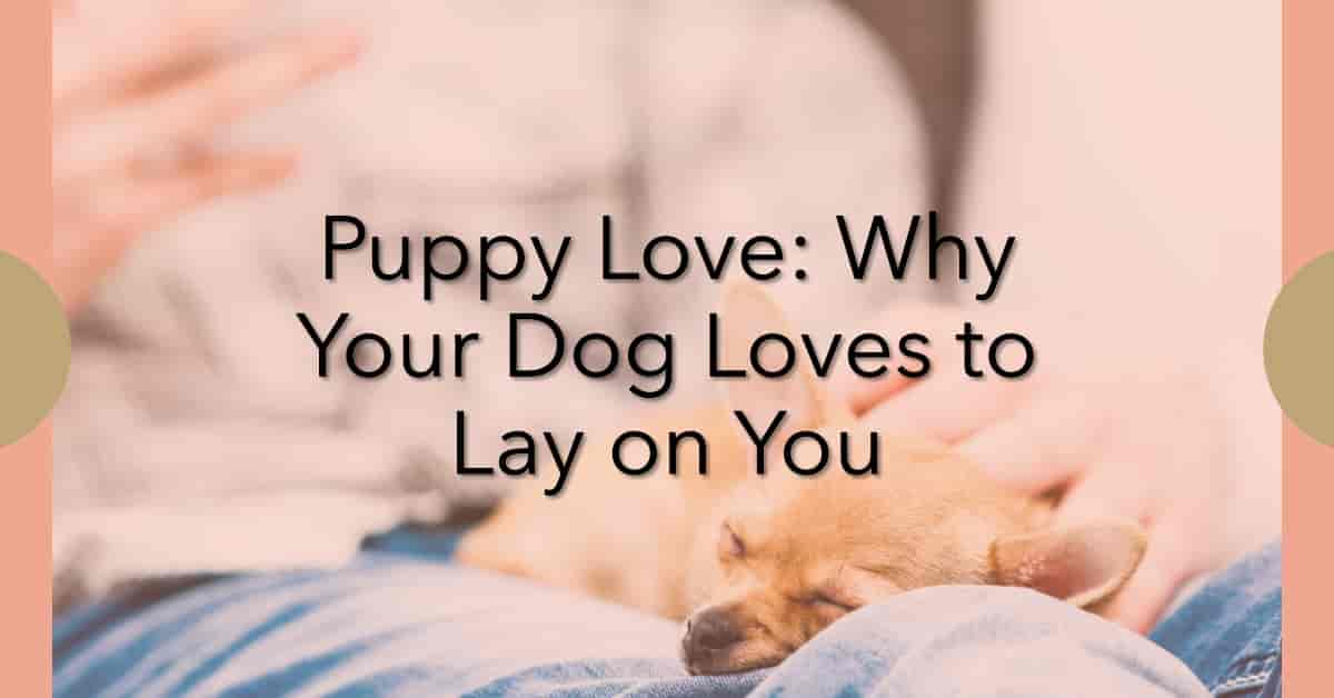 Why Does My Dog Lay on Me? The Ultimate Guide to Understanding Your Dog's Affectionate Behavior