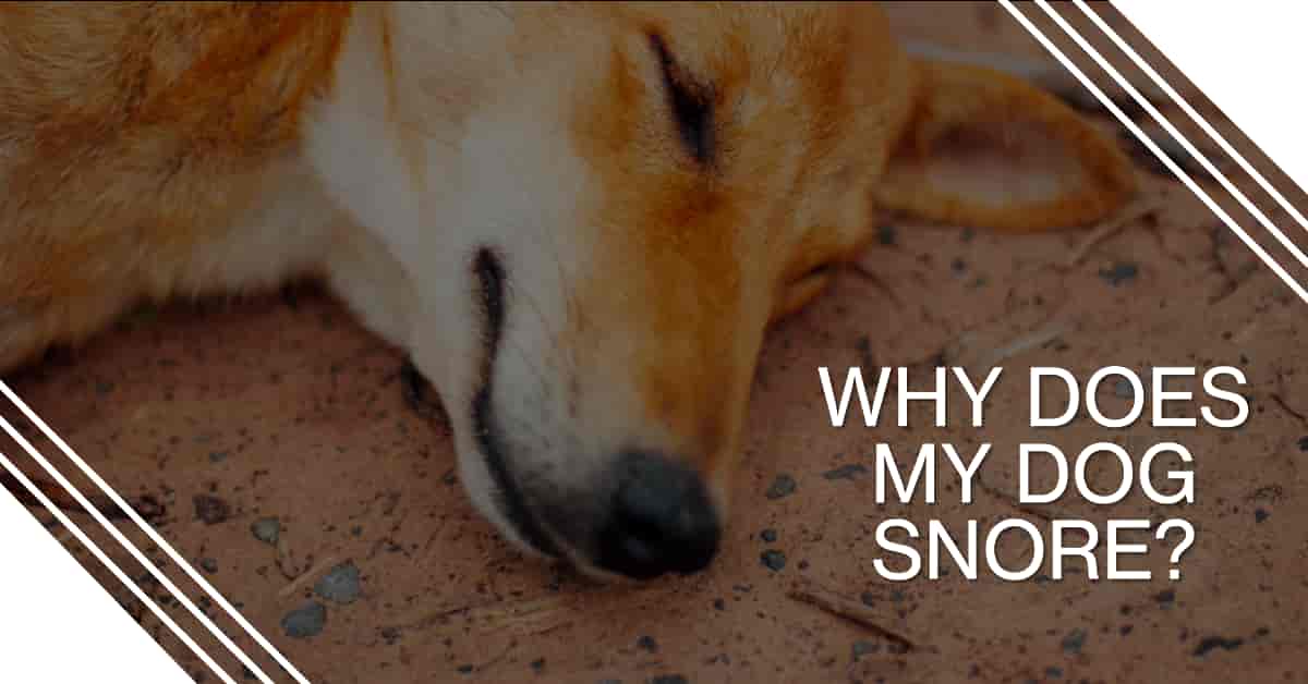 Why Does My Dog Snore? Uncover the Reasons and Solutions for Peaceful