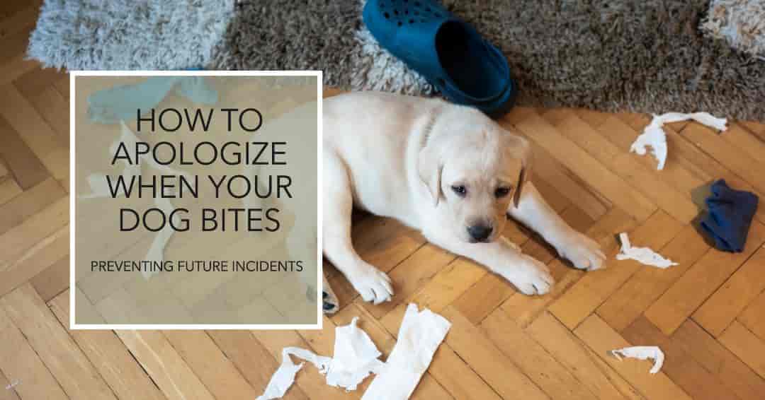 How to apologize when your dog bites someone & prevention for the future