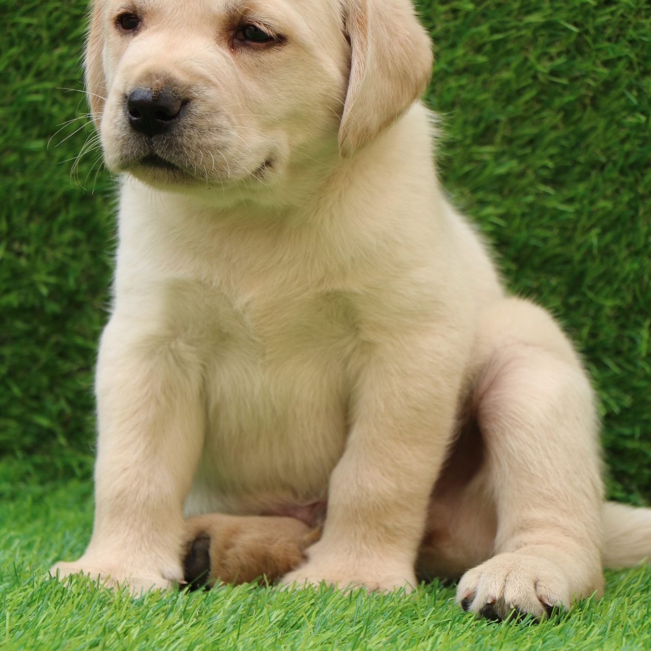 Buy Labrador Retriever In Jaipur Labrador Puppies For