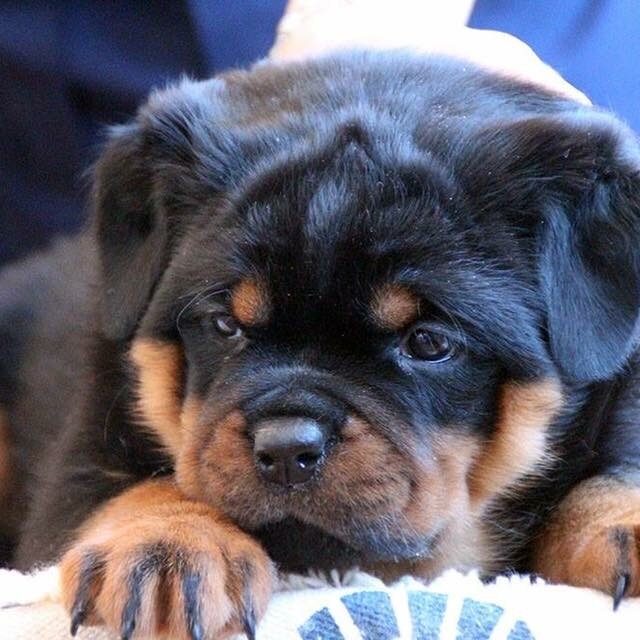 Rottweiler Puppies for Sale In Jaipur Rottweiler Puppy