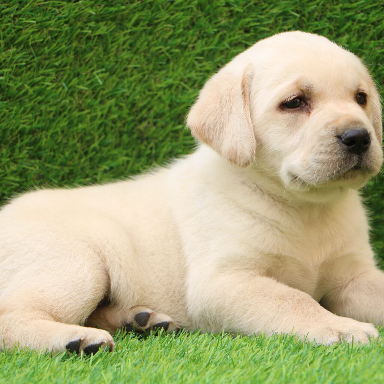 Buy Labrador Retriever In Jaipur Labrador Puppies For