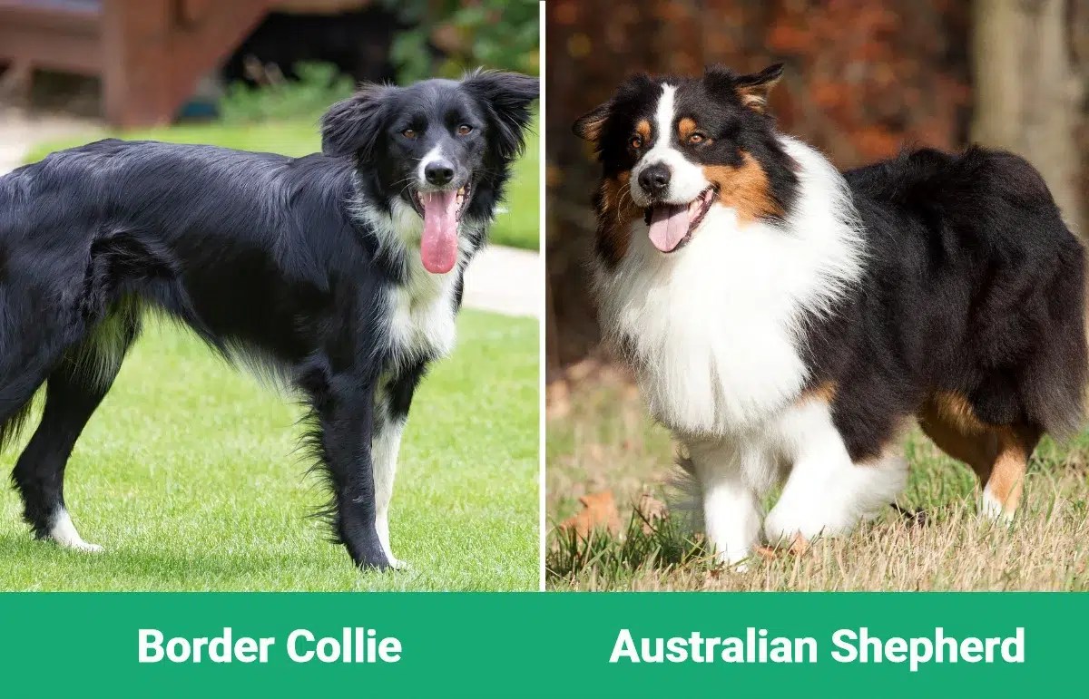 Border Collie vs Australian Shepherd The Differences (With Pictures